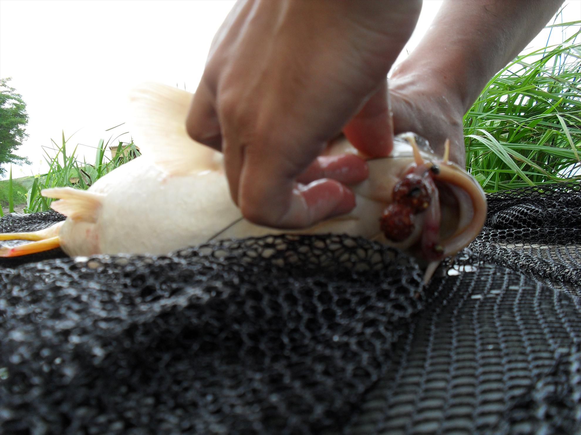 Magura 9 - sdc11314.JPG